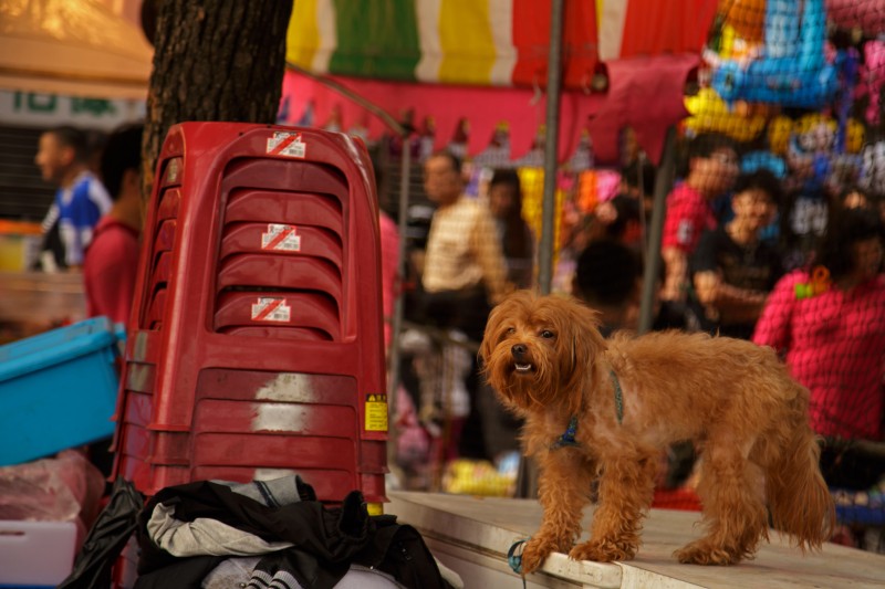 Taiwan - Kaohsiung - Zuoying - Lotus Pond - New Year Celebration - Benji