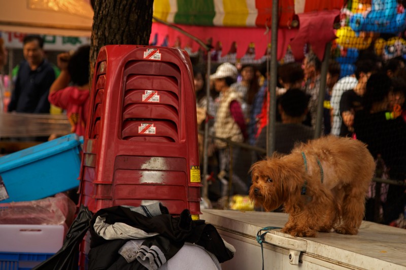 Taiwan - Kaohsiung - Zuoying - Lotus Pond - New Year Celebration - Cautious Benji