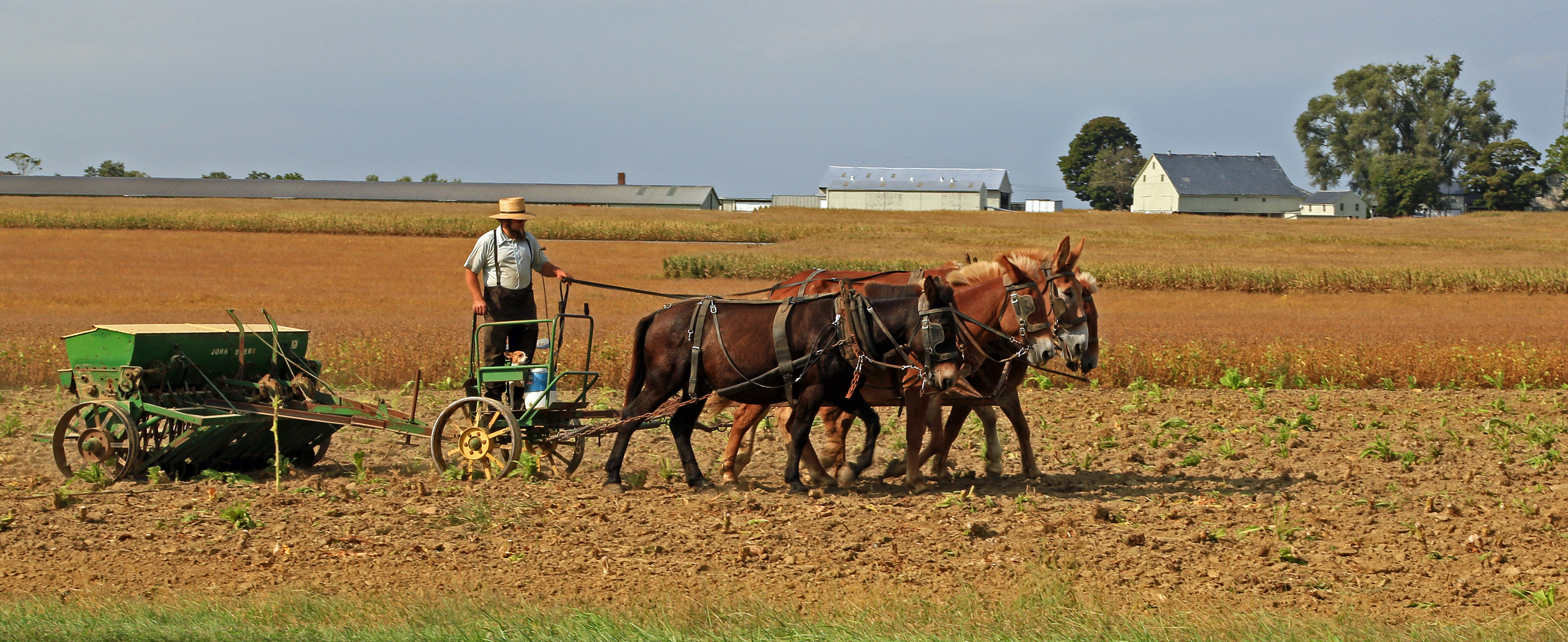USA - Pennsylvania - Lancaster County - Amish Mule Drawn Farming